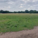 Field at Hollow Pond Park | Personal Trainer Tips | DBworkouts.co.uk